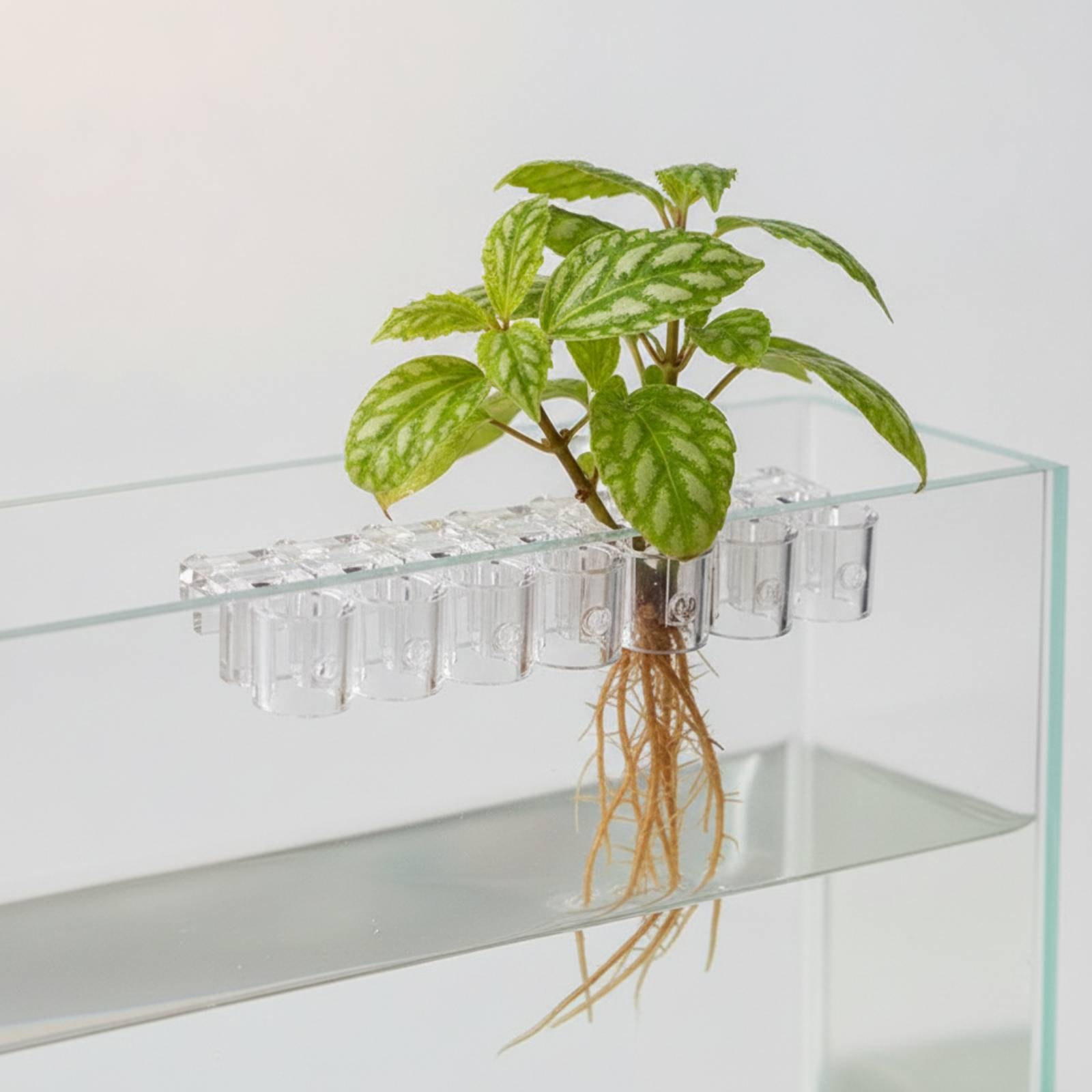 6 Piezas de Soportes Transpare - Aquarium Plant Original reseña y precio