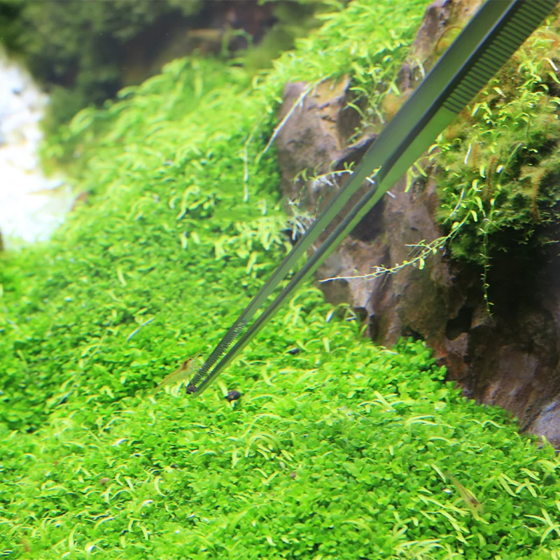 Pinzas profesionales acuáticas - Planted Aquarium Ada reseña y precio