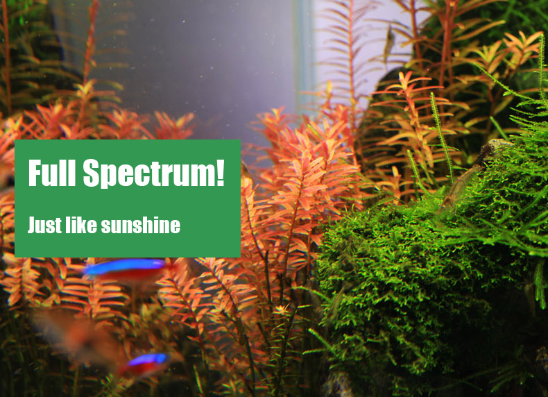 Chihiros Serie C, luz LED de e - Planted Aquarium Ada reseña y precio