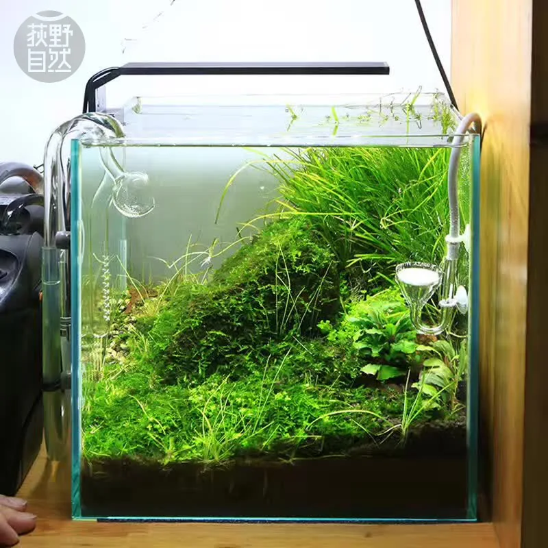 Chihiros Serie C Planta estilo - Planted Aquarium Ada reseña y precio