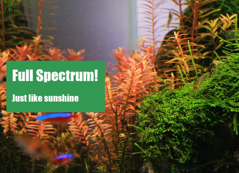 Chihiros Serie C Planta estilo - Planted Aquarium Ada reseña y precio