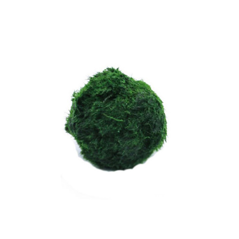 Bolas de musgo Marimo, planta  - Planted Aquarium Algae reseña y precio