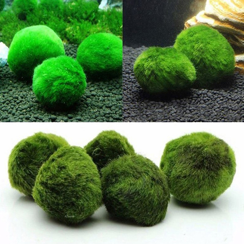 Bolas de musgo Marimo, planta  - Planted Aquarium Algae reseña y precio
