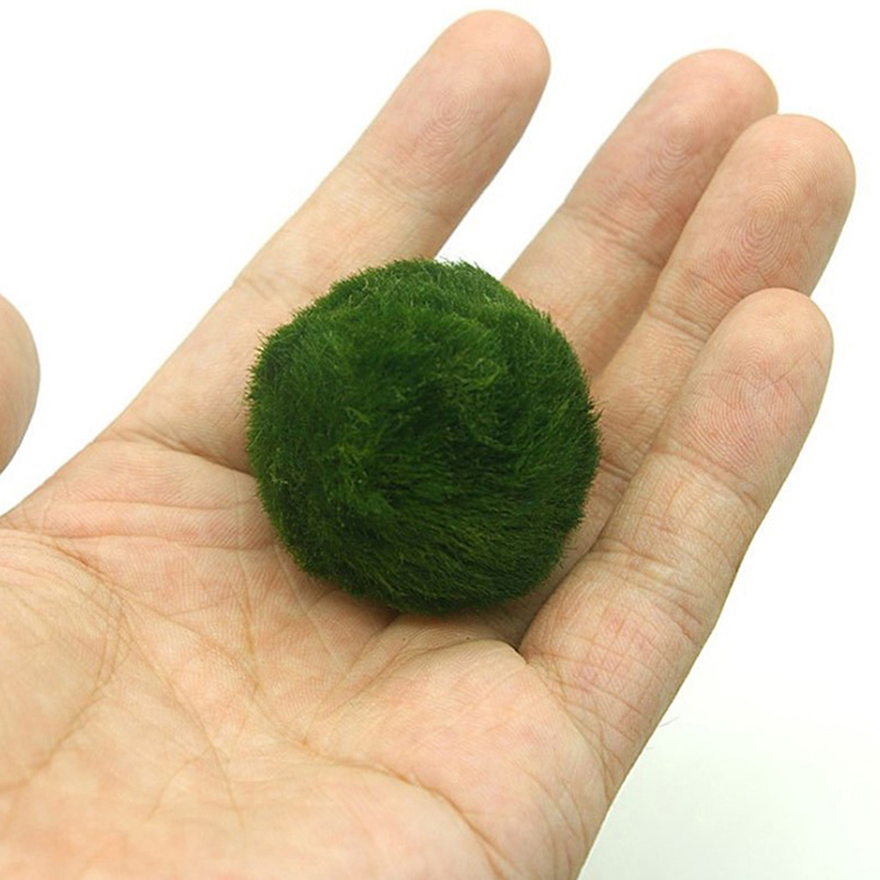 Bolas de musgo Marimo, planta  - Planted Aquarium Algae reseña y precio