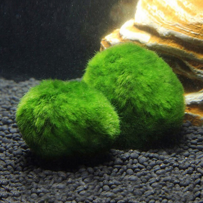 Bolas de musgo Marimo, planta  - Planted Aquarium Algae reseña y precio